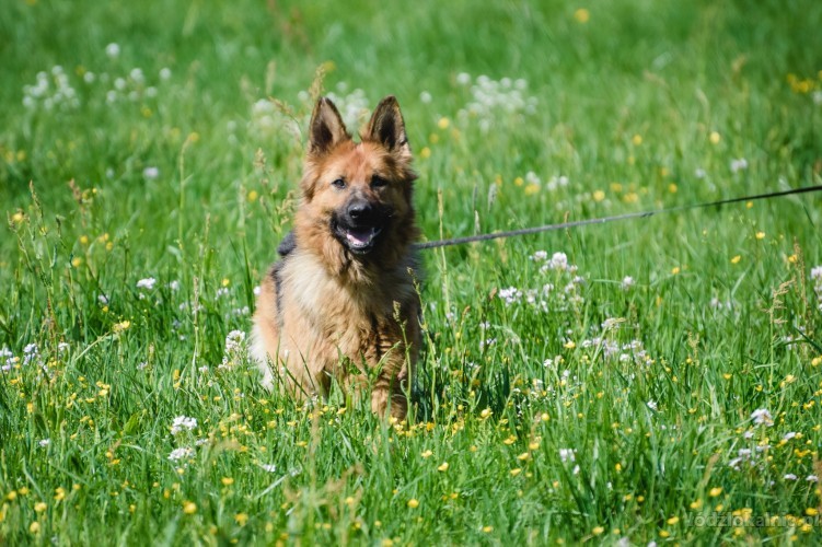 saba-piekna-mloda-suka-owczarka-do-adopcji-52408-zdjecia.jpg