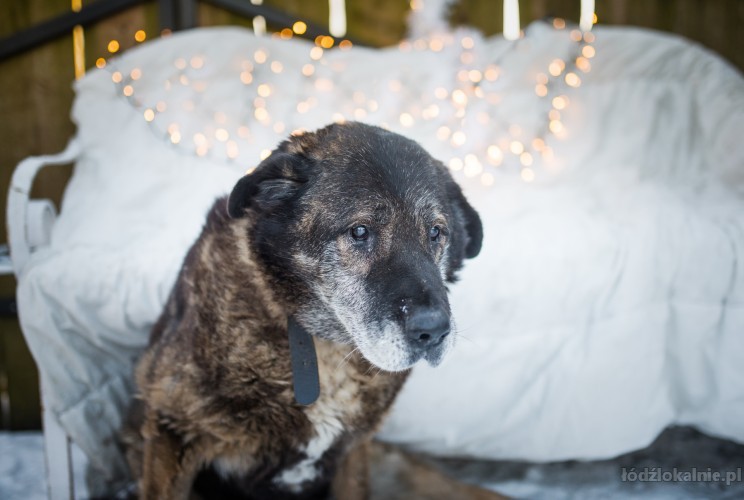 macius-cudowne-stworzenie-o-ogromnym-sercu-52540-zdjecia.jpg