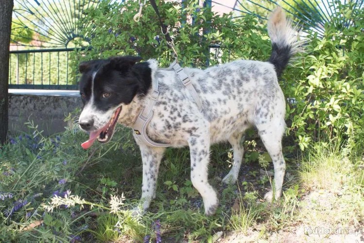 latek-przyjazne-cudo-w-kropki-do-pokcohania-52625-sprzedam.jpg