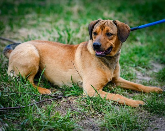 roczny-benio-przyjazny-zapatrzony-w-czlowieka-psiak-adopcja-53385-sprzedam.jpg