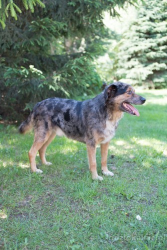 kasztan-cudowny-merle-szuka-kochajacego-domu-53867-sprzedam.jpg