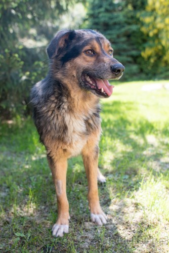 kasztan-cudowny-merle-szuka-kochajacego-domu-53867-zdjecia.jpg