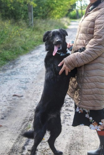 henia-7-miesieczna-niekonfliktowa-sunia-szuka-domu-na-zawsze-54145-sprzedam.jpg