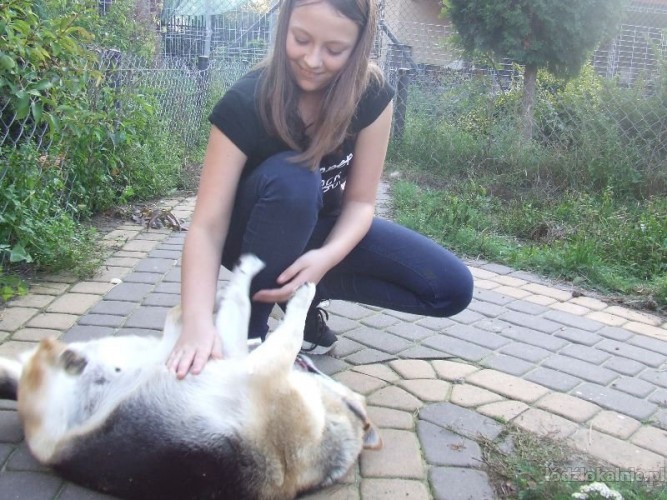 rex-przemily-wesoly-psiak-szuka-domu-tymczasowego-54287-lodz.jpg