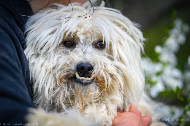 niekonfliktowy-kudlatek-fred-do-adopcji-54430-lodz.jpg