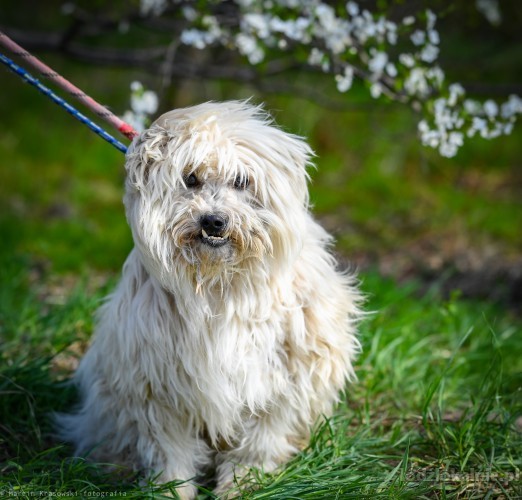 niekonfliktowy-kudlatek-fred-do-adopcji-54430-sprzedam.jpg