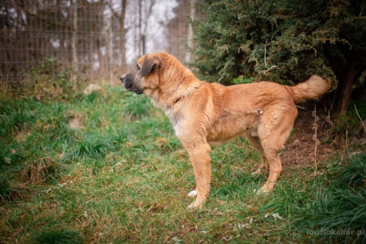 berni-duzy-terytorialny-pies-szuka-domu-z-podworkiem-55128-sprzedam.jpg