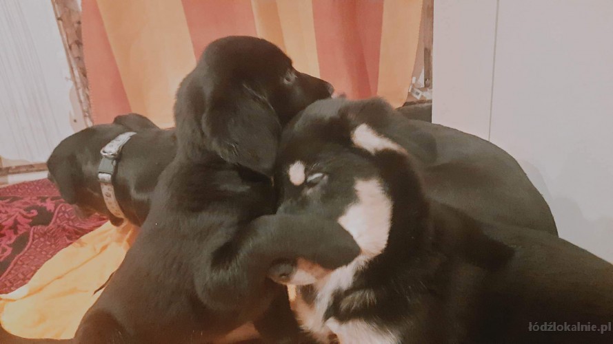 4-miesieczna-slodka-miska-do-pokochania-55581-zdjecia.jpg
