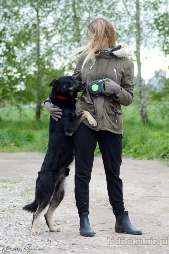 laki-cudowny-przyjazny-usmiechniety-super-pies-szuka-domu-55683-psy.jpg