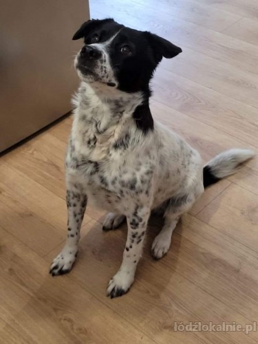 pepper-nakrapiany-wesolek-aktywny-psiak-szuka-kochajacej-opiekunki-56497-lodz.jpg