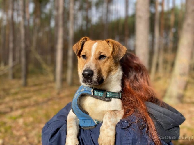 chester-mlody-fajny-psiak-ktory-rozweseli-twoje-dni-56554-lodz-na-sprzedaz.jpg