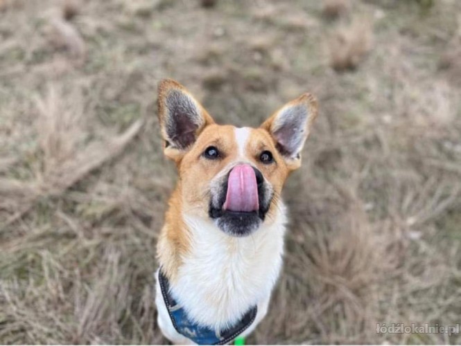 chester-mlody-fajny-psiak-ktory-rozweseli-twoje-dni-56554-sprzedam.jpg