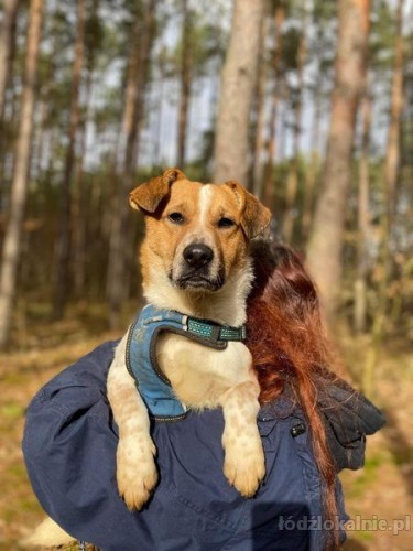 chester-mlody-fajny-psiak-ktory-rozweseli-twoje-dni-56554-zdjecia.jpg