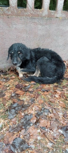 kochany-figiel-niekonfliktowy-bystry-psiak-adopcja-56567-lodz.jpg