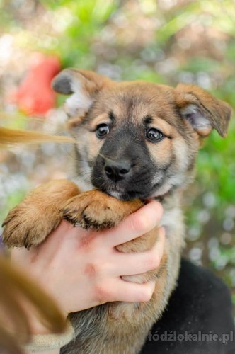 12-tygodniowa-dizzy-wesola-sunia-adopcja-56863-lodz.jpg