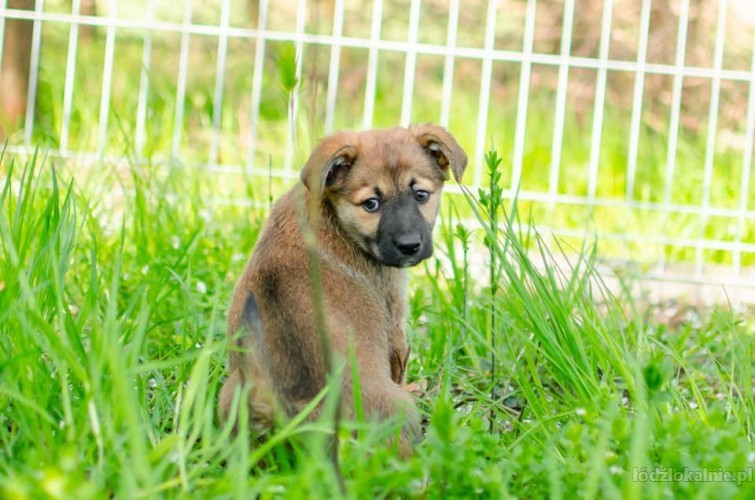 12-tygodniowa-dizzy-wesola-sunia-adopcja-56863-psy.jpg