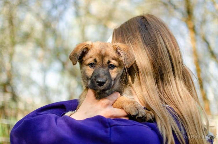 12-tygodniowa-dizzy-wesola-sunia-adopcja-56863-sprzedam.jpg