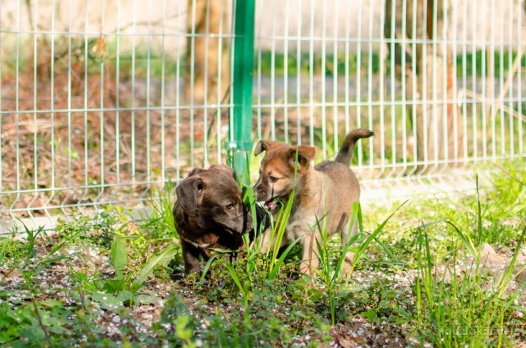 12-tygodniowa-dizzy-wesola-sunia-adopcja-56863-zdjecia.jpg