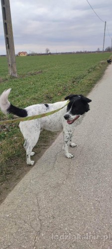 pepper-mlody-domowy-wychowany-piesek-57585-lodz-foto.jpg