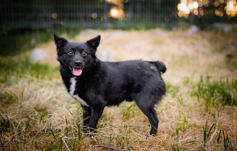 dare-i-prince-lagodne-domowe-pieski-adopcja-57773-lodz-foto.jpg