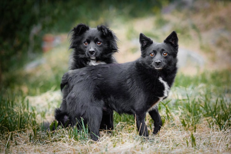 dare-i-prince-lagodne-domowe-pieski-adopcja-57773-psy.jpg
