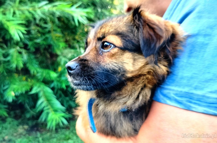 nakolankowy-bolus-w-typie-pekinczyka-do-adopcji-58464-lodz-foto.jpg