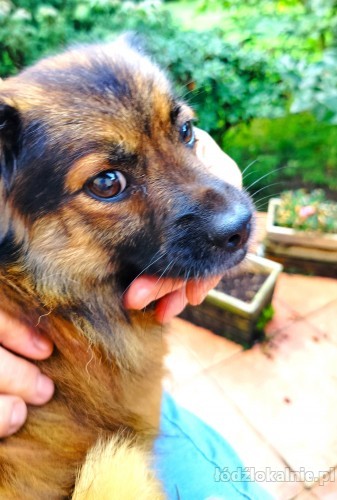nakolankowy-bolus-w-typie-pekinczyka-do-adopcji-58464-psy.jpg