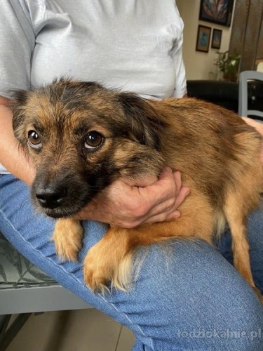 nakolankowy-bolus-w-typie-pekinczyka-do-adopcji-58464-sprzedam.jpg
