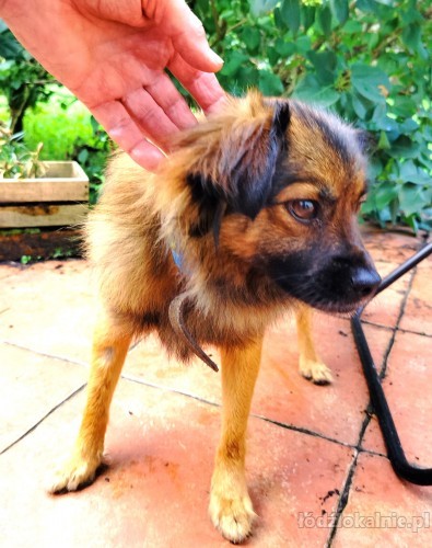 nakolankowy-bolus-w-typie-pekinczyka-do-adopcji-58464-zdjecia.jpg