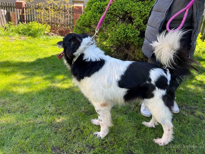 fantastyczny-buzer-w-typie-border-collie-59677-lodz.jpg