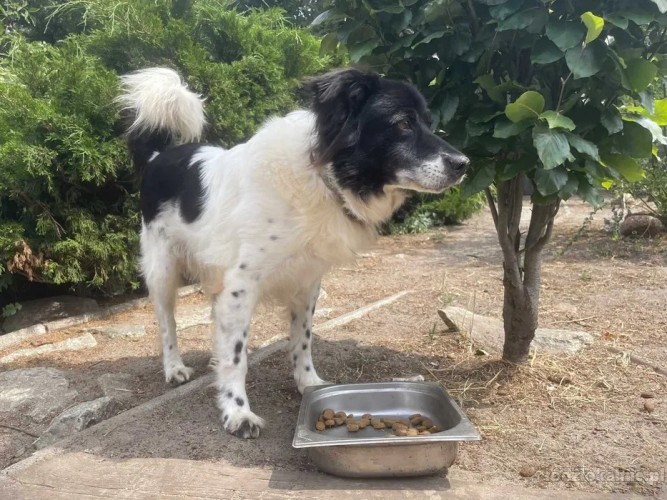 fantastyczny-buzer-w-typie-border-collie-59677-psy.jpg