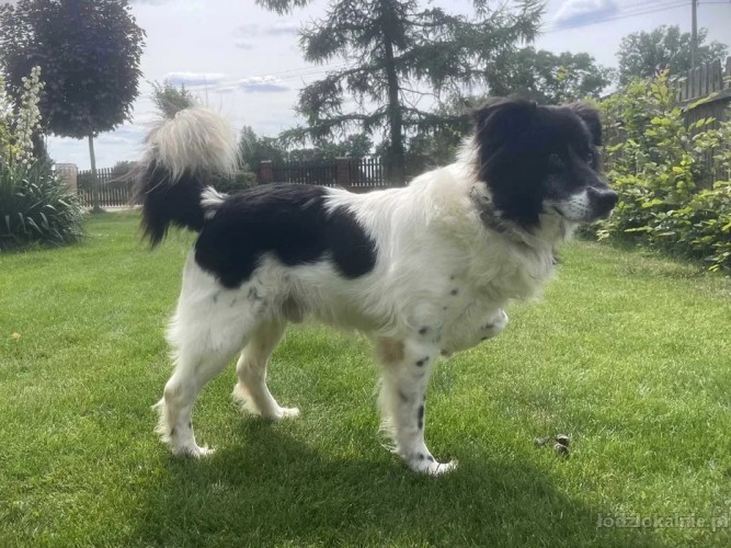 fantastyczny-buzer-w-typie-border-collie-59677-sprzedam.jpg
