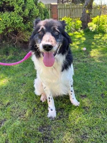 fantastyczny-buzer-w-typie-border-collie-59677-zdjecia.jpg