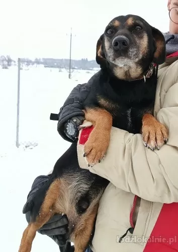 bruno-wesoly-przyjazny-jamnik-mix-do-adopcji-60143-lodz.webp