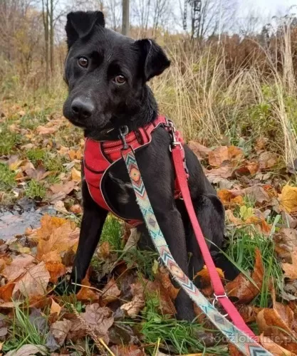 bailey-domowy-fajny-psiak-szuka-domu-60538-lodz.webp