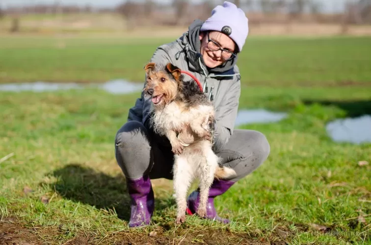 joko-mikrosunia-w-typie-teriera-szuka-domu-61134-lodz.webp