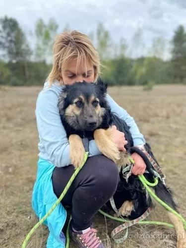 misia-10-miesieczna-kochana-sunieczka-61607-lodz-na-sprzedaz.webp