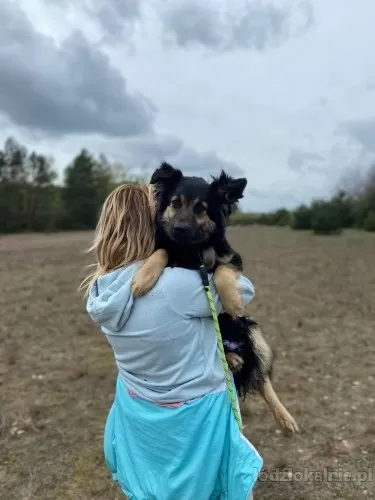 misia-10-miesieczna-kochana-sunieczka-61607-sprzedam.webp