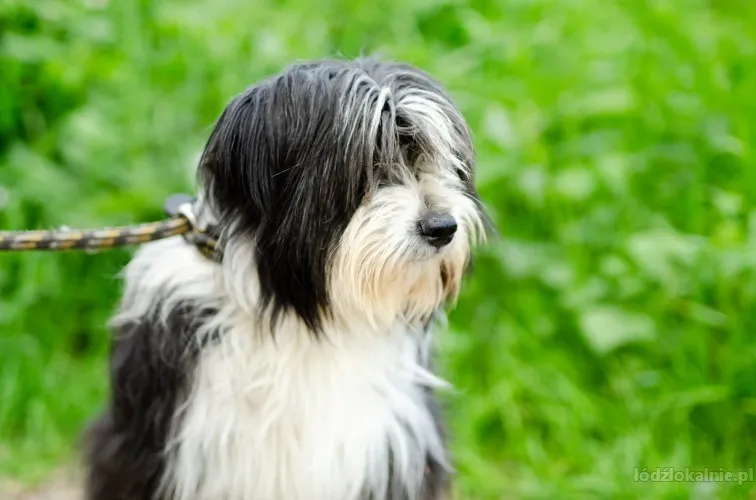 sonia-mloda-przyjazna-bearded-collie-mix-61897-lodz.webp