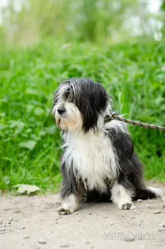 sonia-mloda-przyjazna-bearded-collie-mix-61897-psy.webp