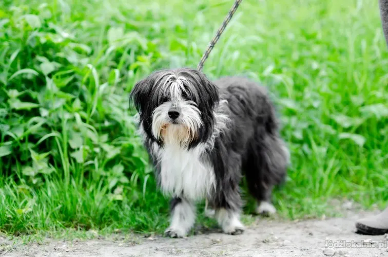 sonia-mloda-przyjazna-bearded-collie-mix-61897-sprzedam.webp