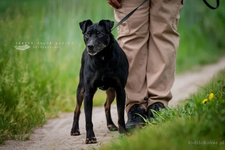 kuba-nieduzy-wpatrzony-w-czlowieka-psiak-63142-sprzedam.webp