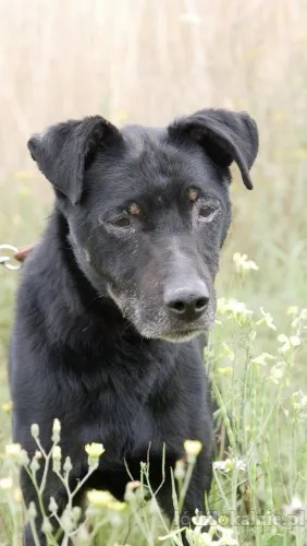 kuba-nieduzy-wpatrzony-w-czlowieka-psiak-63142-zdjecia.webp