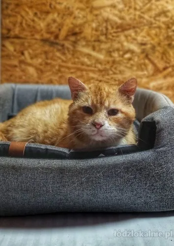 garfield-ulozony-madry-rudzielec-szuka-domu-63506-koty.webp