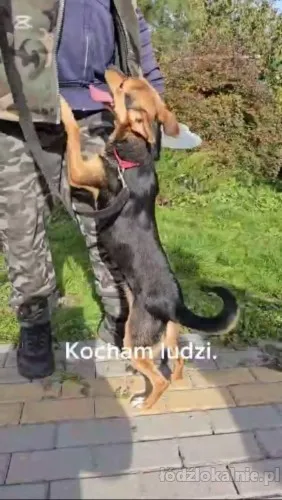mlodziutki-zelek-radosny-wesoly-niekonfliktowy-64403-sprzedam.webp
