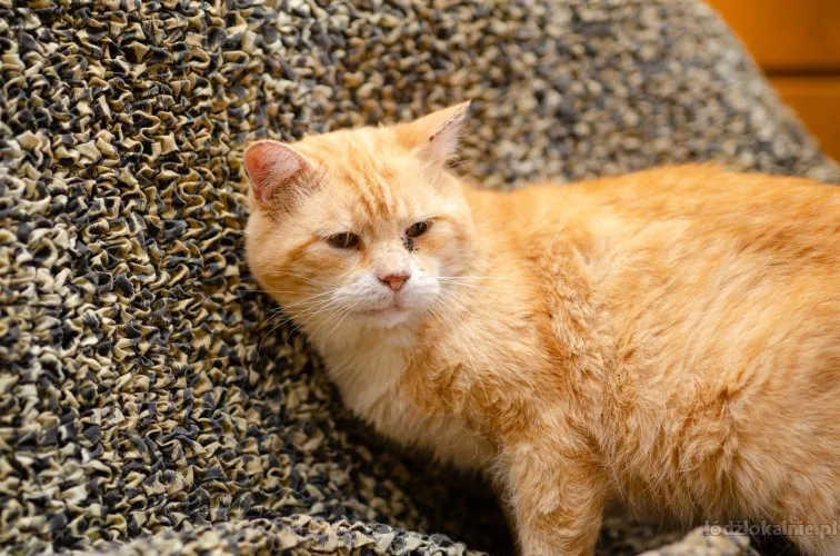 garfield-cudowny-koci-rudzielec-szuka-domu-65689-lodz.webp
