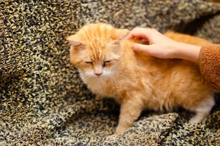 garfield-cudowny-koci-rudzielec-szuka-domu-65689-sprzedam.webp