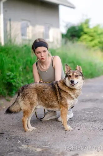 rambo-fantastyczny-lagodny-psiak-65707-lodz-foto.webp