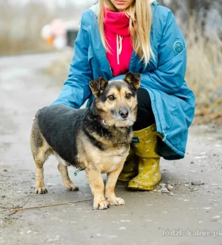 nieduzy-charlie-wesoly-kontaktowy-psiak-65738-sprzedam.webp
