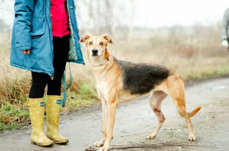 stella-roczna-cudna-suczka-chart-mix-do-adopcji-65743-sprzedam.webp